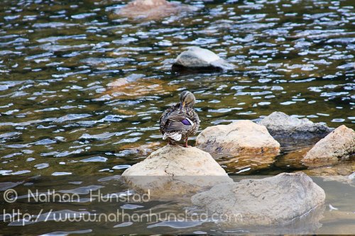 A duck sits on a rock in Georgetown Lake in Georgetown, CO